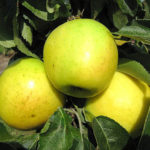 Сорт ябълка Maluha (колонен)