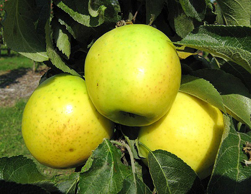 Odmiana jabłka Maluha (kolumnowa)