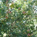 Apple variety Marat Busurin