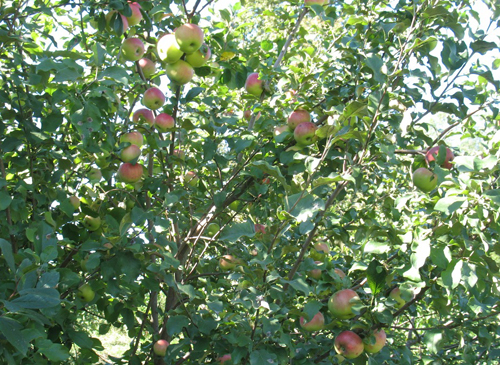 Odmiana jabłkowa Marat Busurin