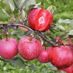 Odmiana jabłkowa Red Catty