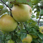 Collana di ambra varietà di mele (colonnare)