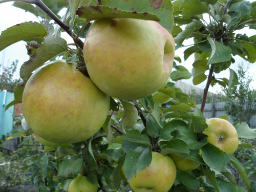 Collar de ámbar variedad manzana (columnar)