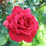 Rose Burgund 81 (Burgund 81)