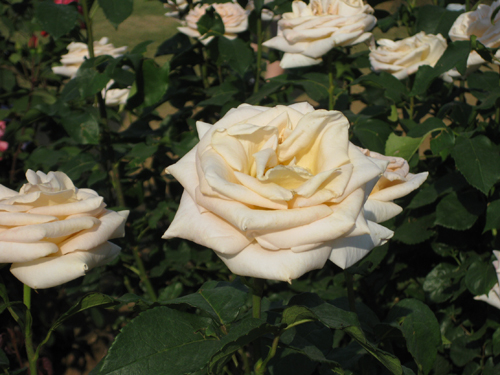 Róża z Osiany