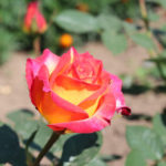 Роза от Утопия (Утопия)