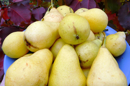 Pear variety Uralochka