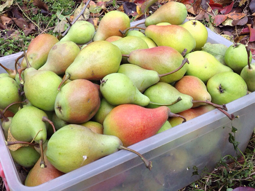 Pear variety Yanvarskaya