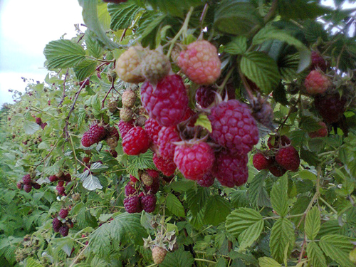 Raspberry variety Solnyshko