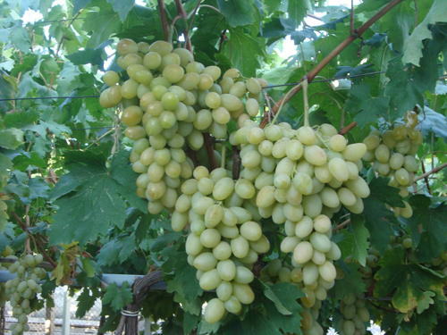 Odmiana winogron Blagovest