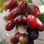 Фаворизирайте сорта грозде