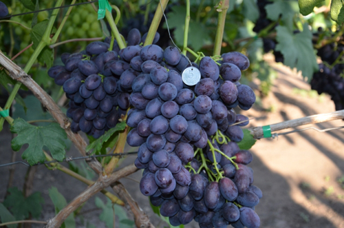 Grape variety Catalonia