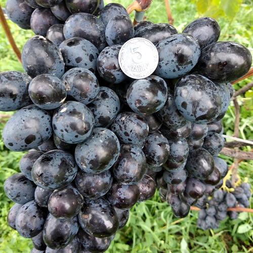 Lorano grape variety