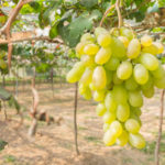 Сорт грозде Сицилия