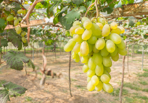 Variedad de uva de Sicilia