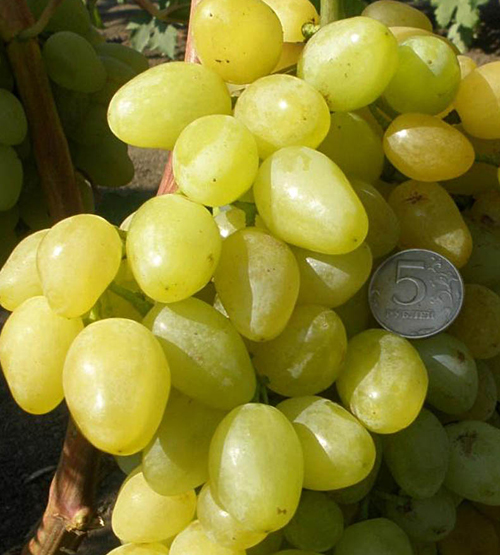Grape variety Zarnitsa
