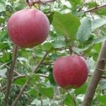 Сорт ябълка Aprelskoe