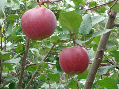 Сорт ябълка Aprelskoe