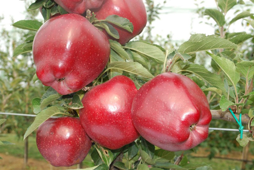 متنوعة التفاح رئيس الأحمر