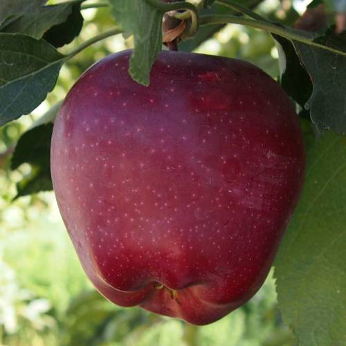 Starkrimson apple variety