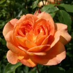 Rose Lady di Shalott