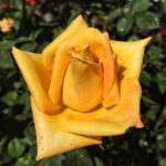 Rosa de Mohana (Mohana)